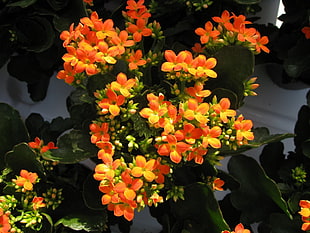 photography of yellow and orange flowers HD wallpaper