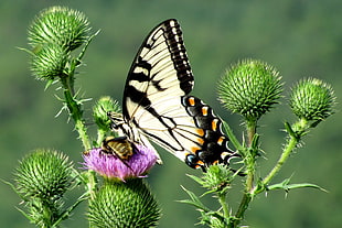 Tiger Swallowtail butterfly perched on pink flower in closeup photo, pilot mountain