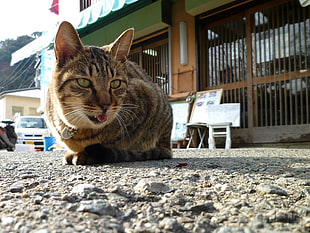 closeup photo of brown tabby cat on gray pavement