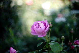 macro shot photography of pink flower