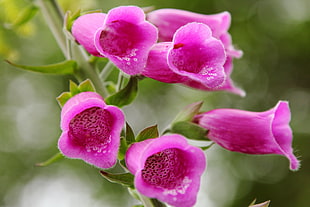 photograph of pink petal flower HD wallpaper
