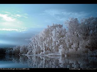 white leaf trees near body of water screengrab, winter
