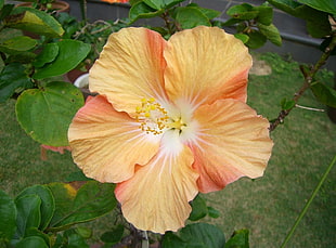 orange Hibiscus flower