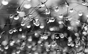 macro photography of dew drops on stems