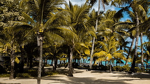 coconut trees, palm trees, tropics, beach, Mauritius HD wallpaper