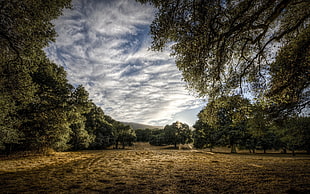 forest illustration, nature, trees, clouds, HDR