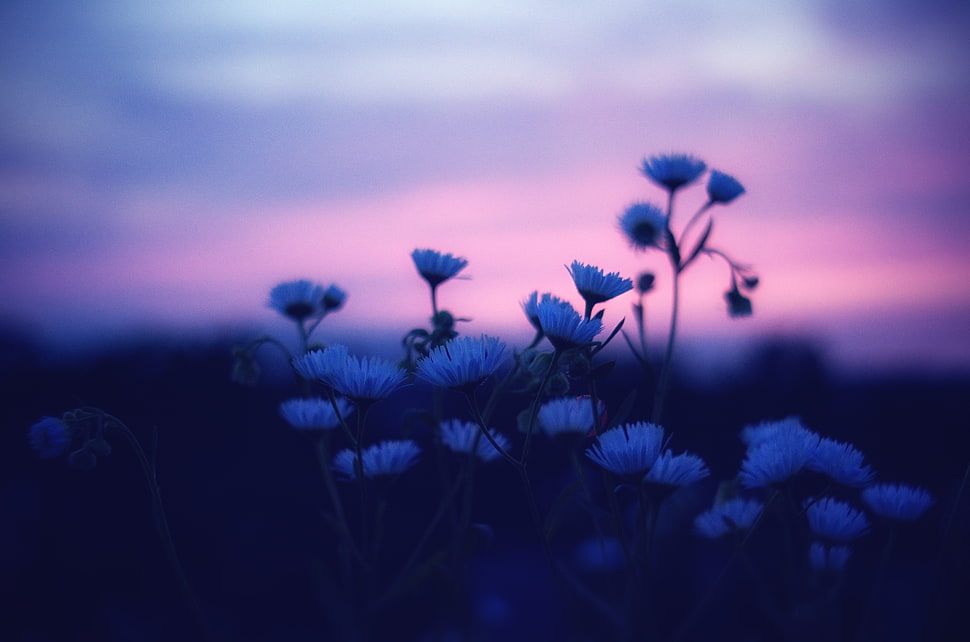 white flower shallow focus photography HD wallpaper