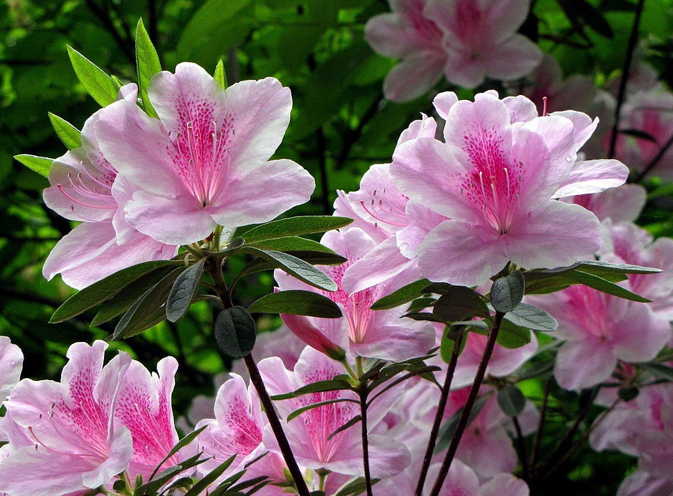 pink-and-white flowers HD wallpaper