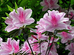 pink-and-white flowers