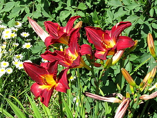 four red lily flowers