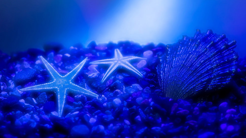 two starfish and black clamp, seastar, seashell HD wallpaper