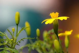micro photography yellow petal flowers