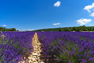 lavender field under cloudy sky during daytime