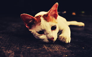 white and orange cat lying on brown surface