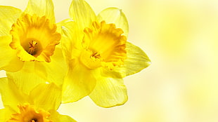 yellow daffodil flowers, daffodils, flowers, yellow flowers