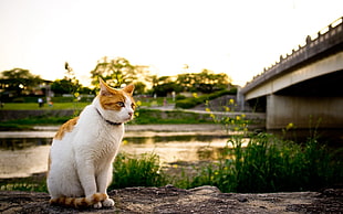 white and orange cat sitting on rock near body of water