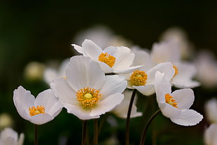 selective focus photography of white anemone flowers