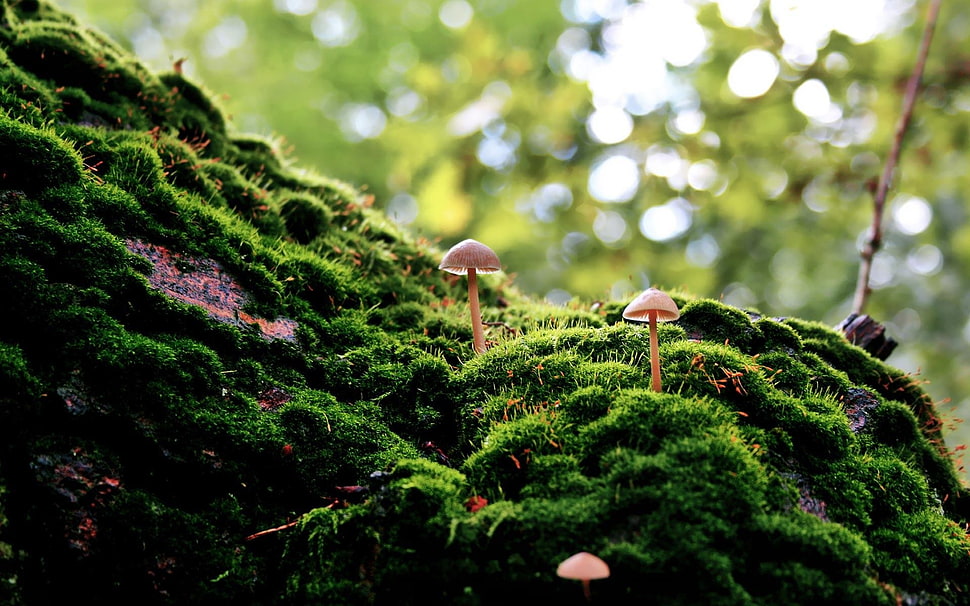 two pink mushtrooms, moss, forest, bokeh, macro HD wallpaper