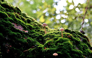 two pink mushtrooms, moss, forest, bokeh, macro