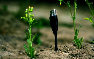 black mini USB cable, USB, technology, plants, macro HD wallpaper