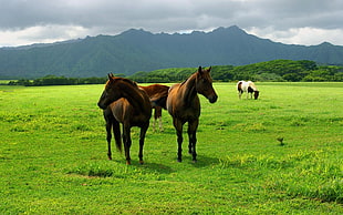 three horse on green grass field during cloudy sky HD wallpaper