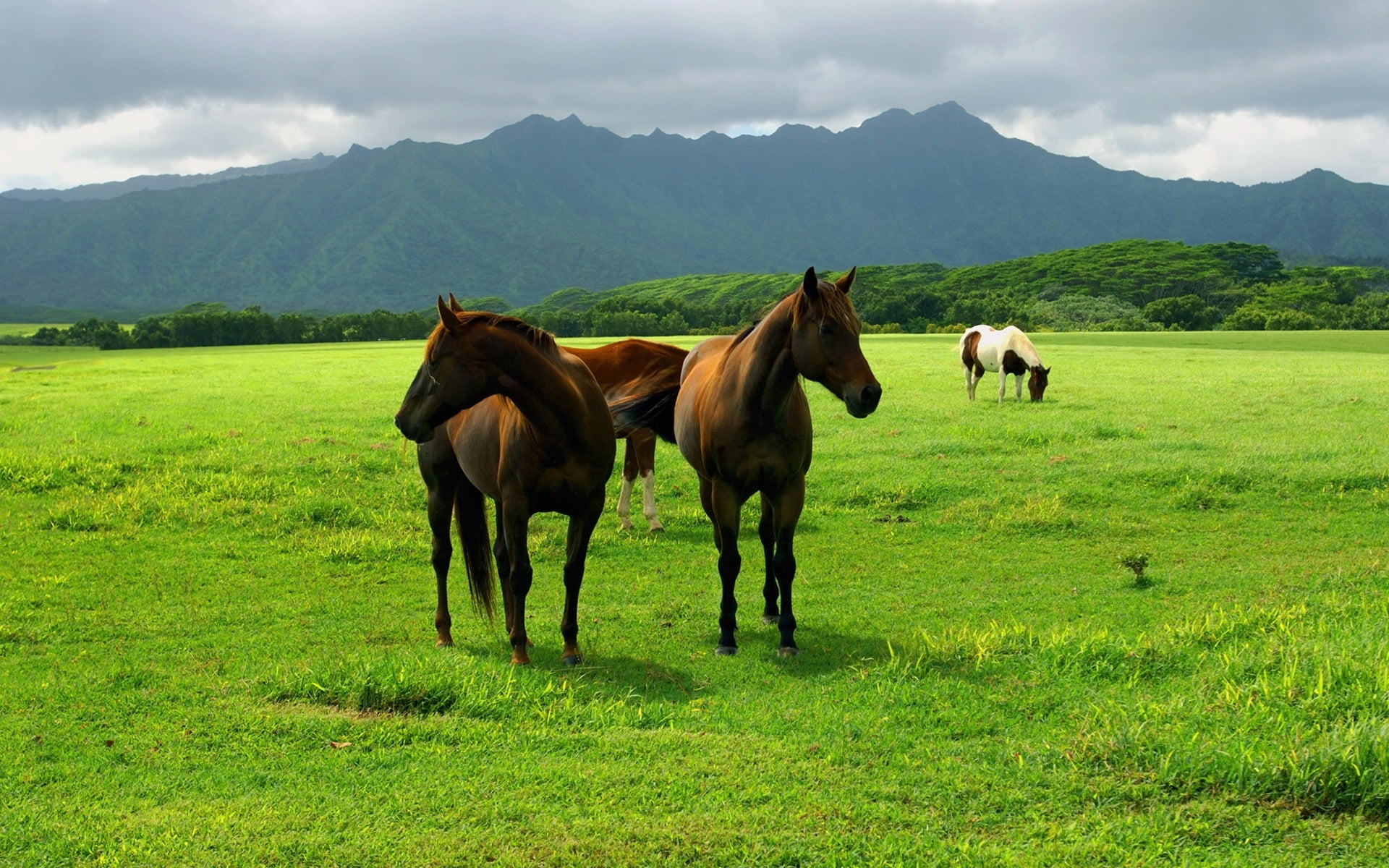 three horse on green grass field during cloudy sky