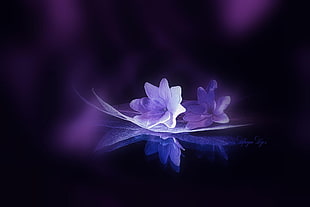 purple petaled flower, flowers