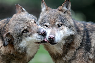two brown wolves, tra HD wallpaper