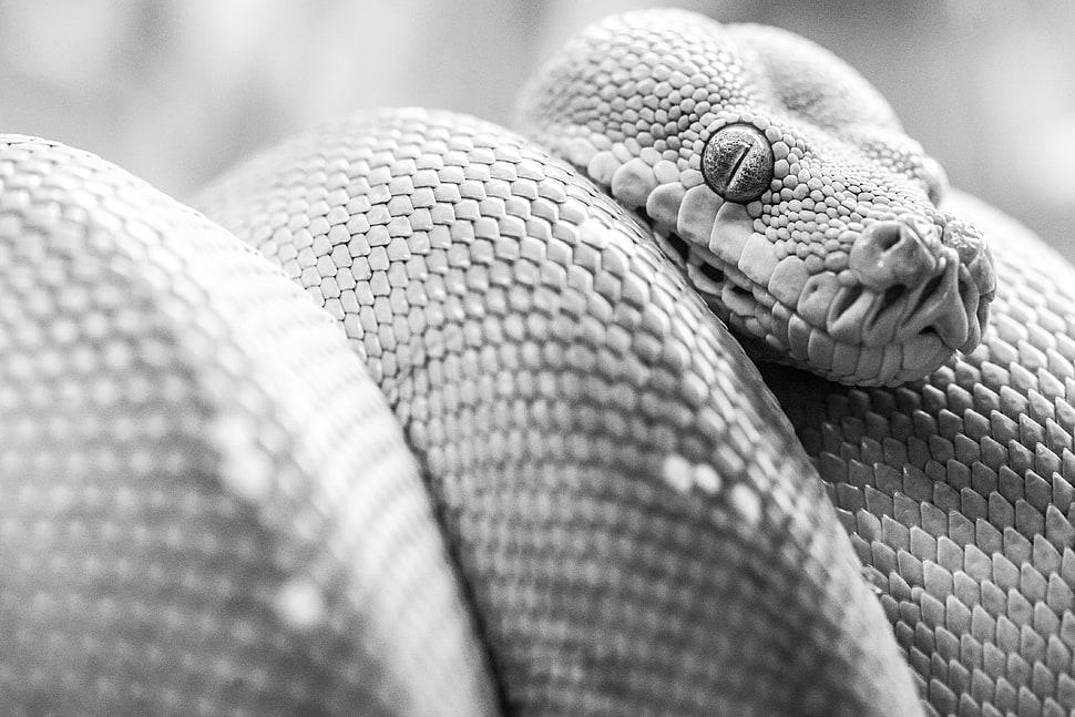 gray scale photo of snake HD wallpaper