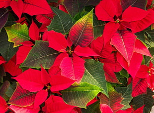 red and green leaf plant HD wallpaper