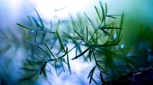 green pine plant, nature, plants, macro