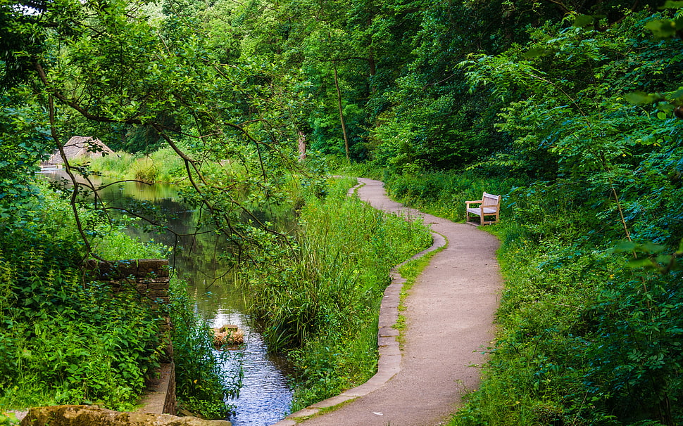 brown wooden bench, Bench, Trees, Trail HD wallpaper