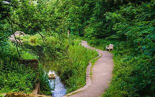 brown wooden bench, Bench, Trees, Trail