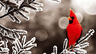 selective color photography of cardinal bird