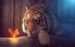 brown tiger, tiger, animals, depth of field HD wallpaper