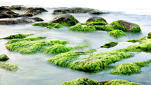 green algae covered rocks near lake
