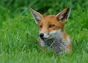 brown and white fox on green grass, cub