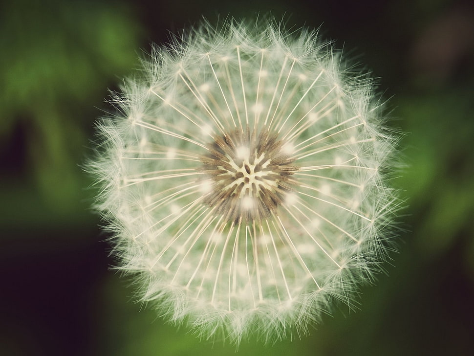 white Dandelion flower in closeup photography HD wallpaper