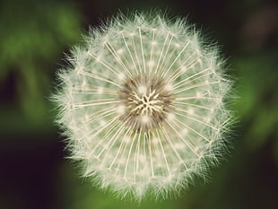 white Dandelion flower in closeup photography