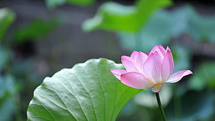 pink and green petaled flower, green, pink flowers, nature, lotus flowers HD wallpaper