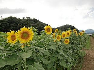 yellow Sunflower flower field at daytime