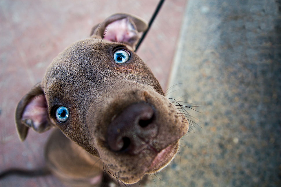 short coated brown dog HD wallpaper