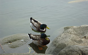 two Mallard ducks standing beside stone
