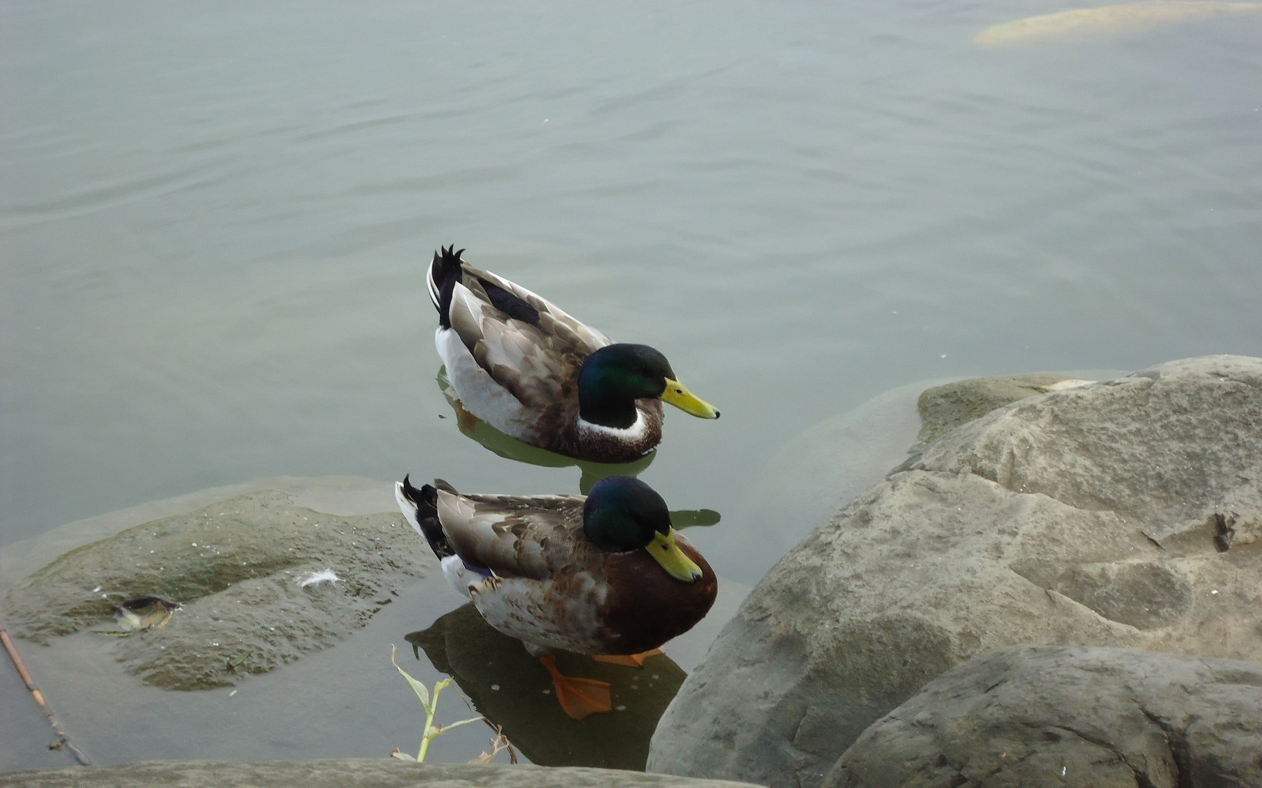 two Mallard ducks standing beside stone