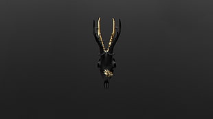 black antler, deer, skull