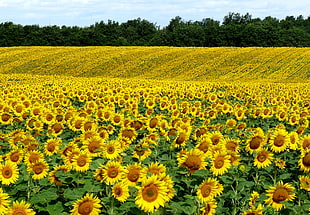 landscape photography of Sunflower fields HD wallpaper
