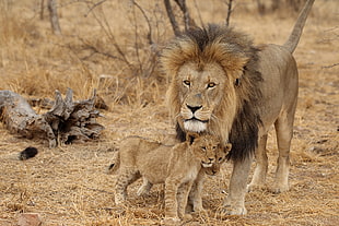 brown Lion and cubs near on drift wood