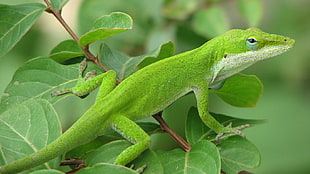 green lizard reptile, nature, animals HD wallpaper