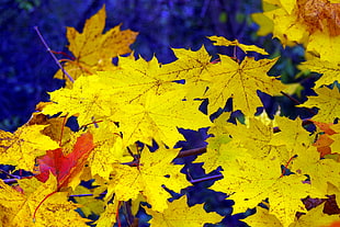 yellow leaves