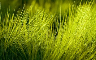 green grasses during daytime HD wallpaper